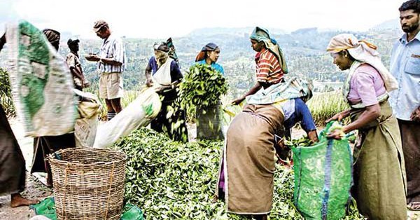 Sri Lanka: Seylan çay işçileri iş bıraktı